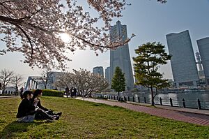 Minato mirai 21 sakura-0332