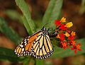 Monarch Butterfly Danaus plexippus Laying Egg 2600px