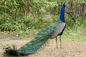 National bird - Peacock.jpg