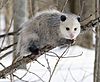 Virginia opossum