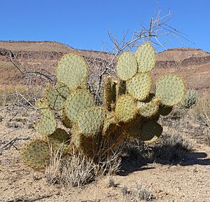 Opuntia chlorotica 7.jpg