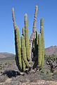 Pachycereus pringlei cardon sahueso