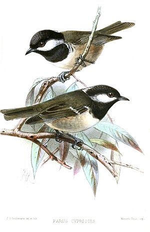 ParusCypriotesKeulemans