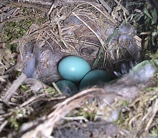 Phoenicurus phoenicurus eggs