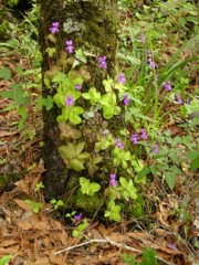 Pinguicula moranensis tree