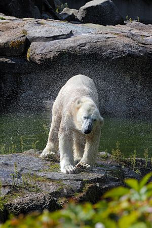 PolarBearKnutShaking