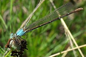 Powdered Dancer Argia moesta 2009-05-25