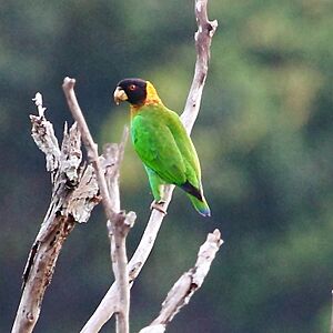 Pyrilia caica - Caica Parrot.JPG