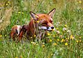 Rød ræv (Vulpes vulpes) scratching