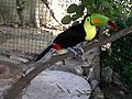 Ramphastos sulfuratus 2012 000