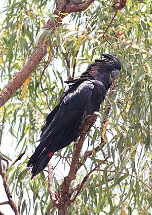 Redcocky-male