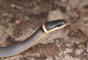 Ringneck Snake - Diadophis punctatus (50679589567).jpg