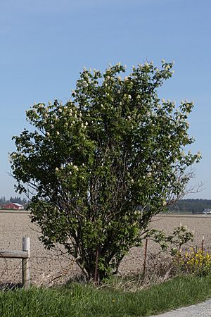 Sambucus racemosa 6261.JPG