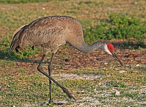 Sandhill Crane JCB