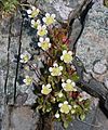 Saxifraga merkii var idsuroei s2