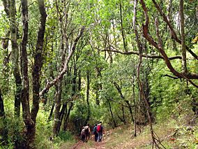 Senderos Reserva Nacional Nonguén.jpg