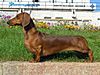 Short-haired-Dachshund.jpg