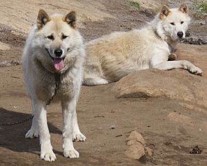 Sled-dogs-chain-sisimiut