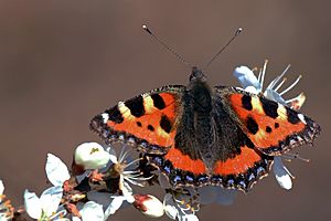 Small tortoiseshell butterfly (aglais urticae)