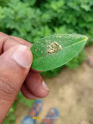 Spodoptera litura larvae