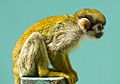 Squirrel monkey- fuji