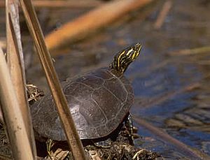 Terrapene sierschildpad Chrysemys picta