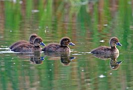 Tufted Duck ducklings