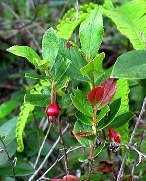 Vaccinium dentatum (4797708251)