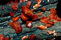 Vanadinite sur hollandite (Maroc) 2