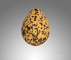 Vanellus spinosus MHNT