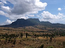 Viqueque rice field.jpg