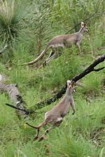 Whiptail Wallaby