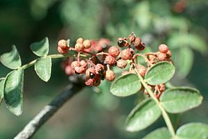 Zanthoxylum americanum.jpg