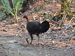 (1)Brushturkey Garigal National Park