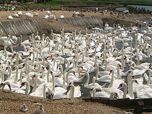 Abbotsbury Swannery 6