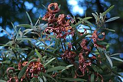 Acacia melanoxylon Seeds