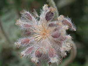 Actinotus helianthi seedhead