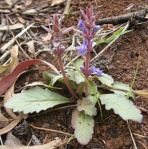 Ajuga australis plant ii.jpg