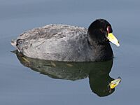 Andean Coot RWD3