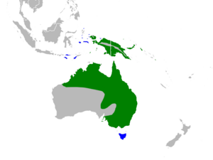 Ardea plumifera range.png