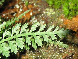 Asplenium montanum frond