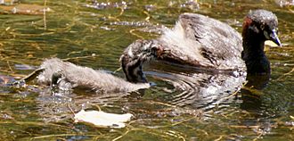 Australasian Grebe with Juvenile