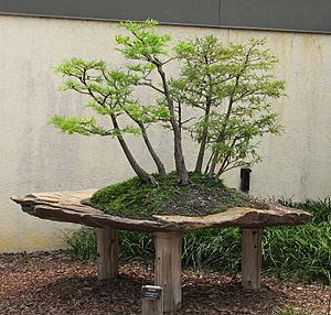 Bald Cypress, 1988-2007