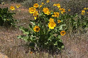 Balsamorhiza deltoidea 4502.JPG