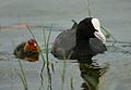 Blässhuhn Fulica atra 03