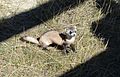 Black-footed Ferret Kit (16110250757)