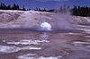 BlueGeyser-Pittenger1972.jpg