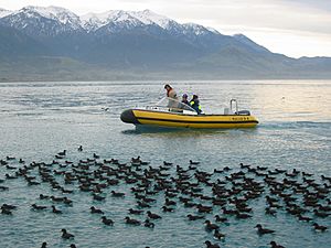 Boat with Hutton's shearwaters