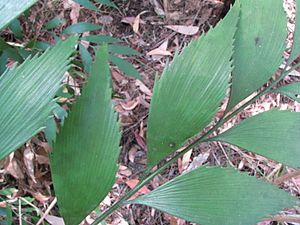 Bowenia Lake Tinaroo 2