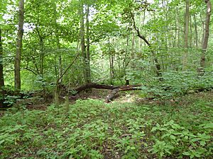 Bridge Wood 9.jpg